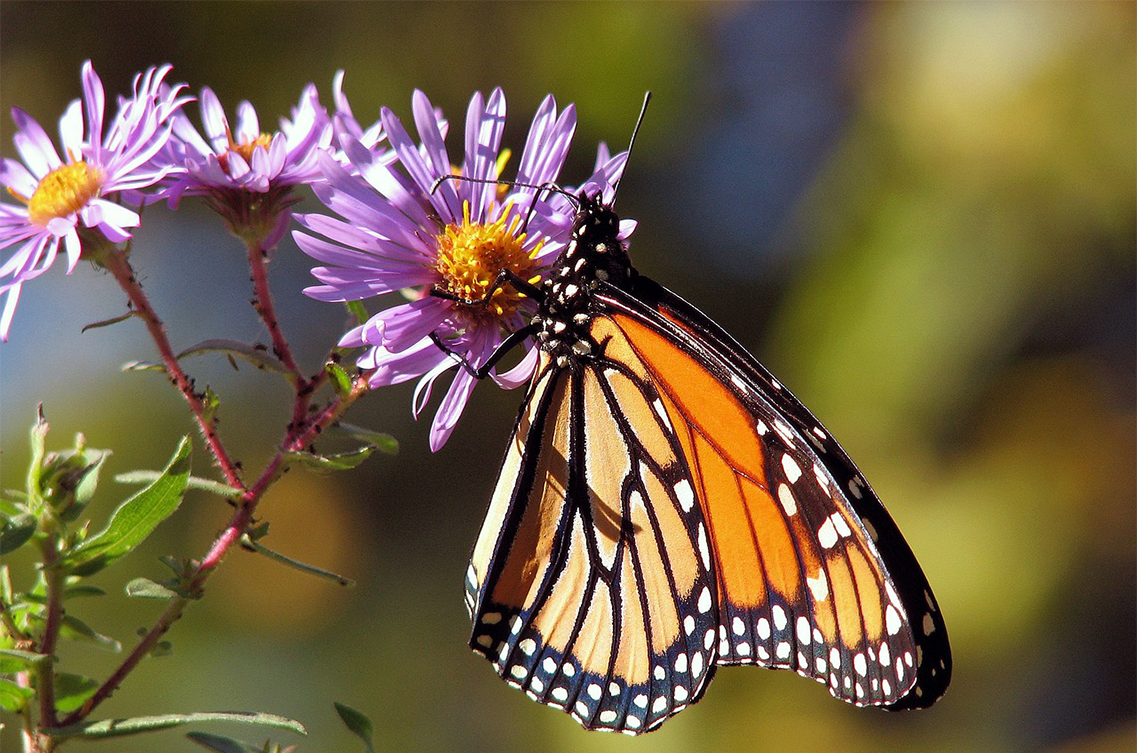 garden-g9791c18c6_1280